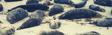 Seals.